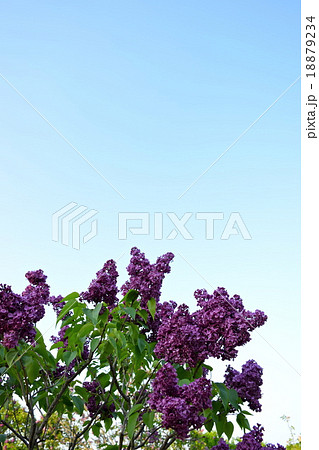 フランク　パターソン（ライラック） 18879234