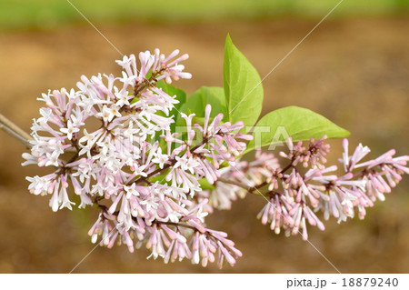 エクセレンス(ライラック) エクセレンス(ライラック) 18879240