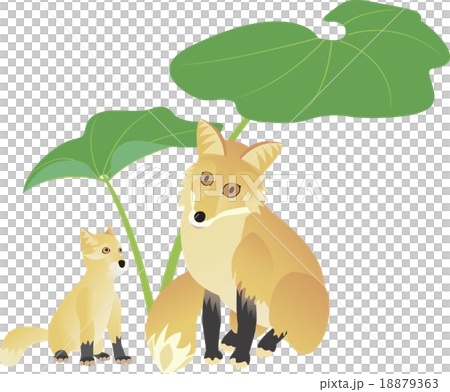 キタキツネの親子 キタキツネの親子 18879363