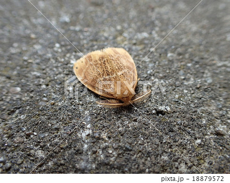 チャドクガ　♂ 18879572