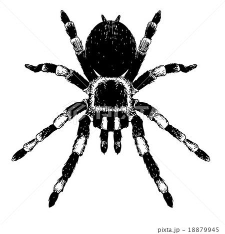 spider 18879945