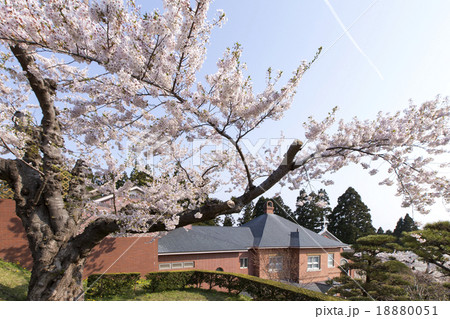 桜のトラピスチヌ修道院 桜のトラピスチヌ修道院 18880051