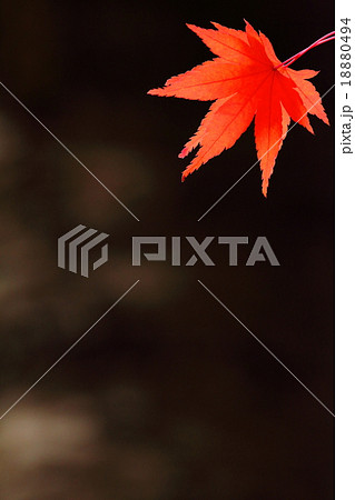 八塔寺川紅葉201511274 八塔寺川紅葉201511274 18880494