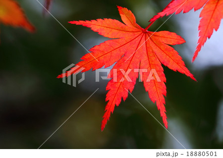 八塔寺川紅葉2015112711 18880501