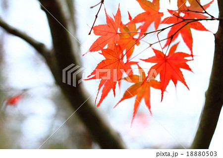 八塔寺川紅葉2015112713 18880503