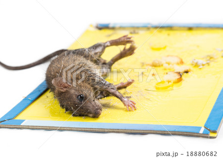 Rat captured on disposable glue trap board 18880682