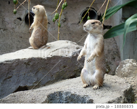 直立してこちらを眺める二匹のミーアキャット 直立してこちらを眺める二匹のミーアキャット 18880835