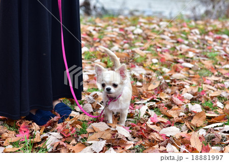 チワワ散歩 チワワ散歩 18881997