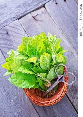 fresh mint leaf fresh mint leaf 18882036
