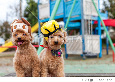 プードル2匹 18882578