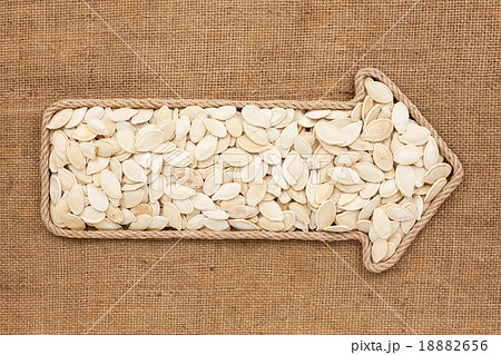 Pointer made from rope with pumpkin seeds Pointer made from rope with pumpkin seeds 18882656