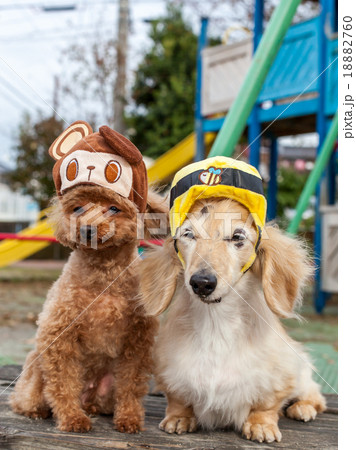 プードルダックスの2匹 プードルダックスの2匹 18882760