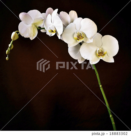 Phalaenopsis aphrodite orchid 18883302