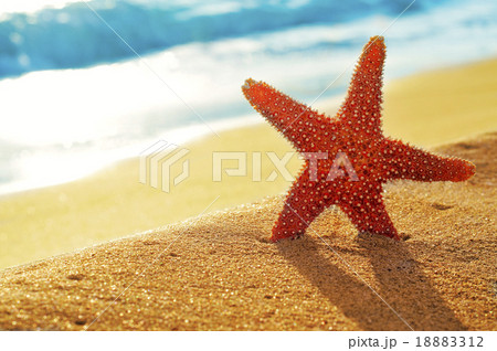 seastar on the sand of a beach seastar on the sand of a beach 18883312