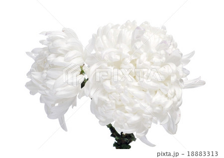 chrysanths 18883313