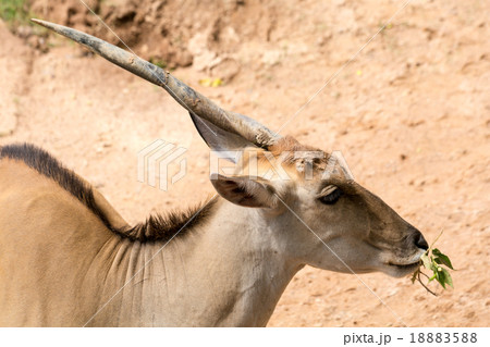 One horn impala head One horn impala head 18883588