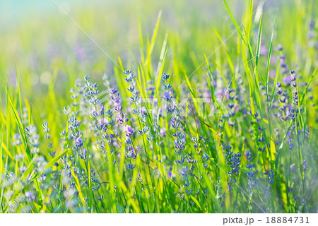 lavender field lavender field 18884731