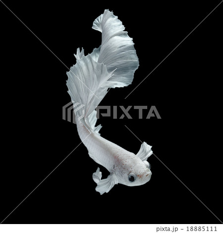 Betta fish 18885111