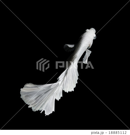 Betta fish Betta fish 18885112