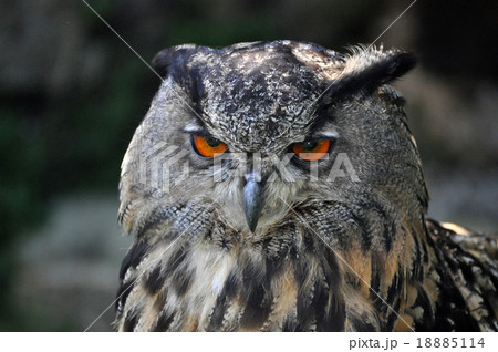 Eagle-Owl (Bubo Bubo) Eagle-Owl (Bubo Bubo) 18885114