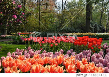 Tulip Blossom in the Netherlands Tulip Blossom in the Netherlands 18885129