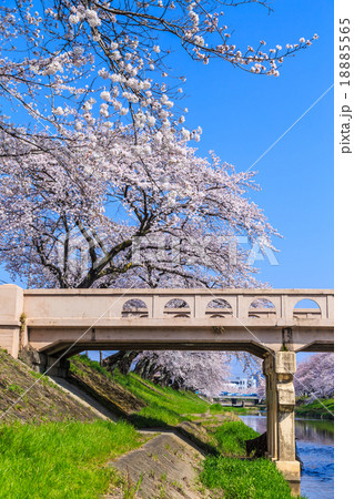 朝の桜並木 18885565