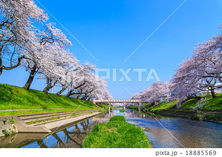 朝の桜並木 朝の桜並木 18885569