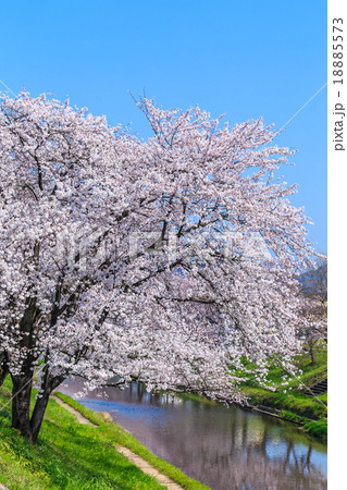 朝の桜並木 朝の桜並木 18885573
