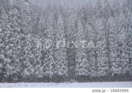 雪の杉林 18885666