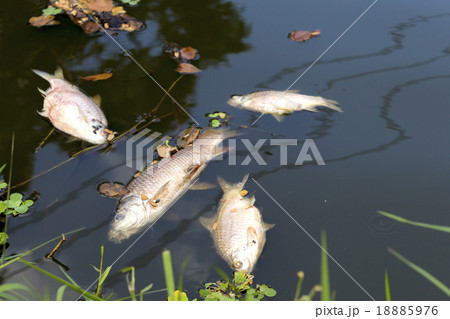dead fish floated in the river, water pollution 18885976