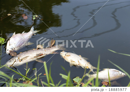 dead fish floated in dark water, water pollution 18885977