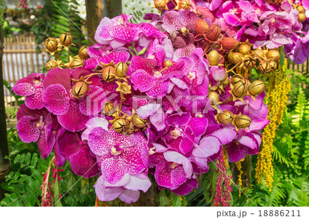 Vanda Orchid and Painted Jacaranda seeds. 18886211