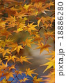踊るもみじ 18886280
