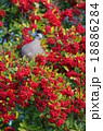 赤の中に 18886284