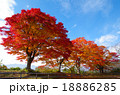 青空と紅葉 18886285