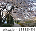 家の近くから見た桜 18886454