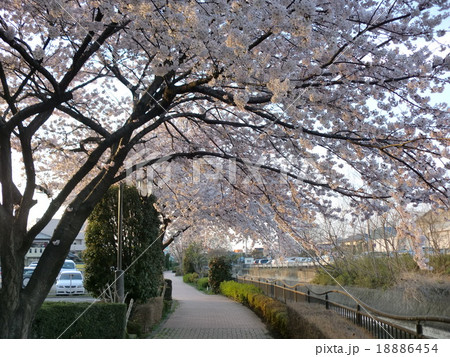家の近くから見た桜 家の近くから見た桜 18886454