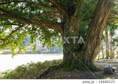 小鳥崎の大カヤと北上川 小鳥崎の大カヤと北上川 18886525