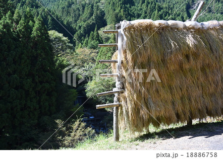 山間のハデ掛け 山間のハデ掛け 18886758