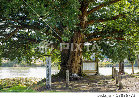 小鳥崎の大カヤ　北上川 18886773