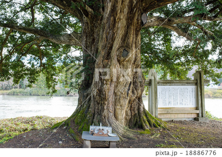 大カヤと北上川　天然記念物 18886776