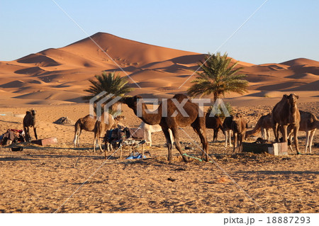 サハラ砂漠とラクダ　　モロッコ 18887293