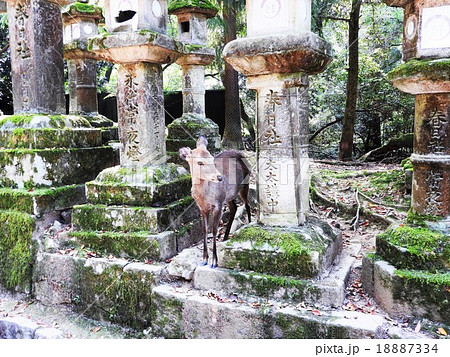 奈良時代に平城京の守護と国民の繁栄を祈願する為に創建され、藤原氏の氏神を祀る春日大社。 18887334