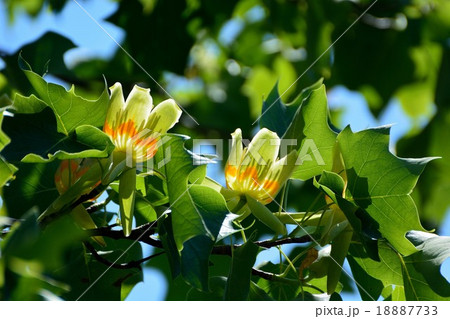 ユリノキの花咲く ユリノキの花咲く 18887733