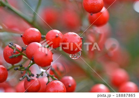 ナンテン（南天） 18887865