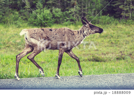 Reindeer 18888009