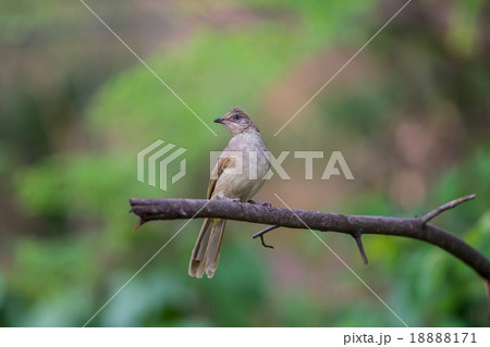 Brown Prinia (Prinia polychroa) Brown Prinia (Prinia polychroa) 18888171