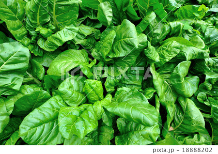 sliverbeet grow in vegetable garden sliverbeet grow in vegetable garden 18888202