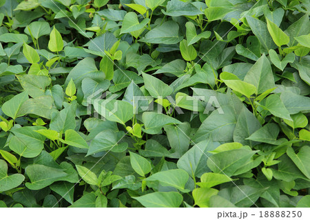 sweet potato crop 18888250