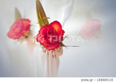 Fully blossomed, gorgeous red rose with stem  18888510